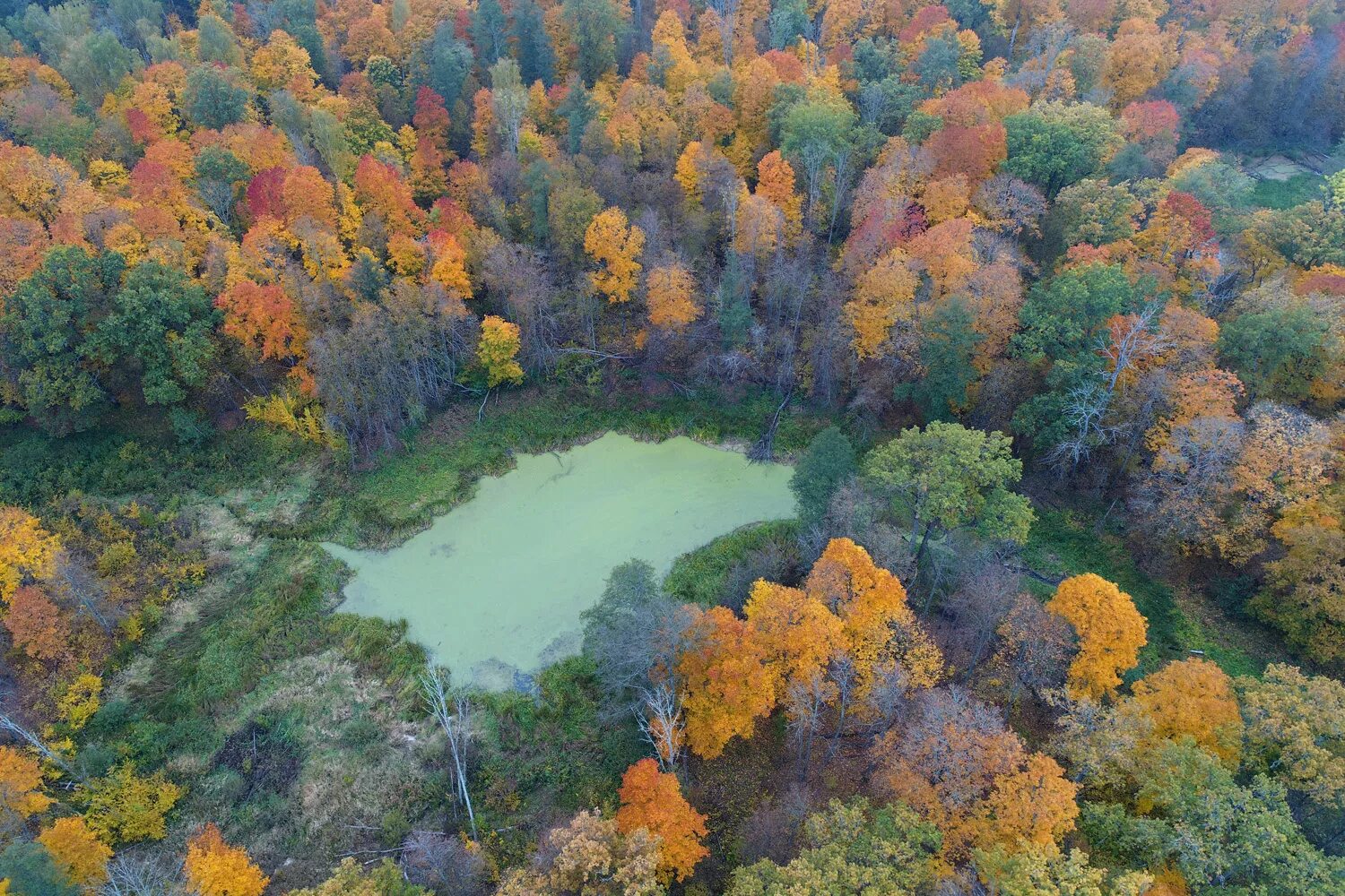 река нерусса брянский лес. брянский лес вид леса. брянск леса. нерусса шпиленок. широколиственный лес сверху.