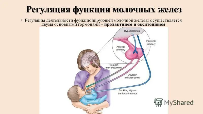 Пролактин молочные железы. Регуляция молочных желез. Регуляция функций молочных желез. Функции молочной железы. Функции пролактина и окситоцина.