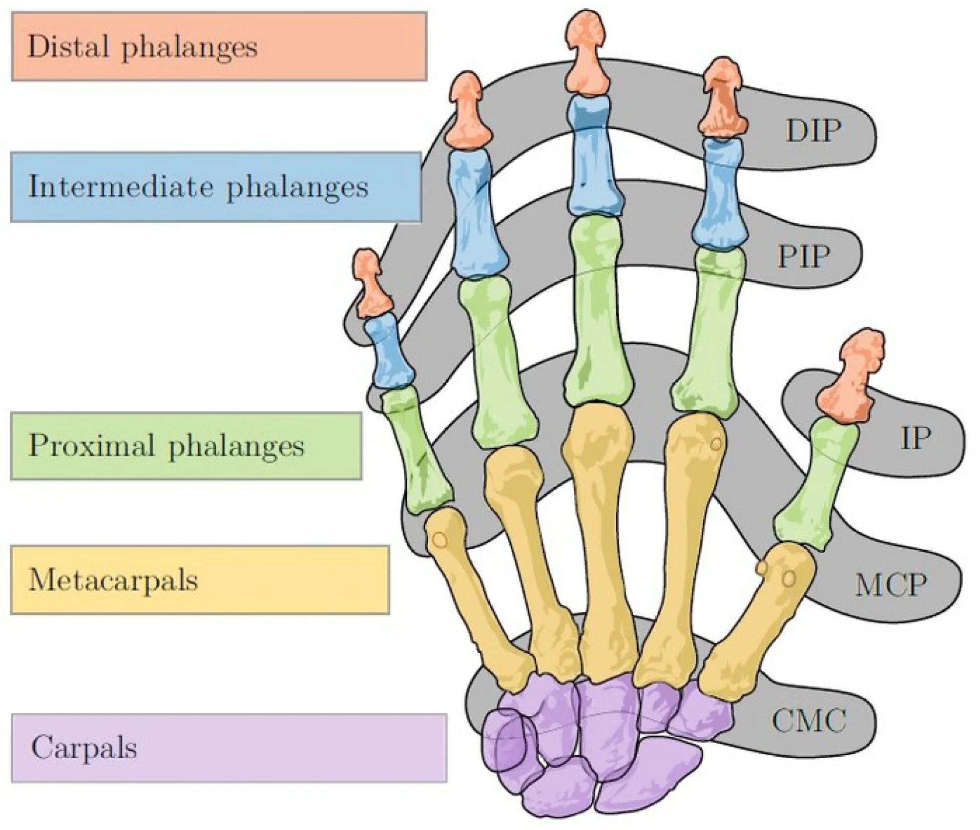 Proximal interphalangeal Joint. Distal and proximal Carpals. Proximal metacarpophalangeal Joints. Carpals & metacarpals and phalanges. Pip internal