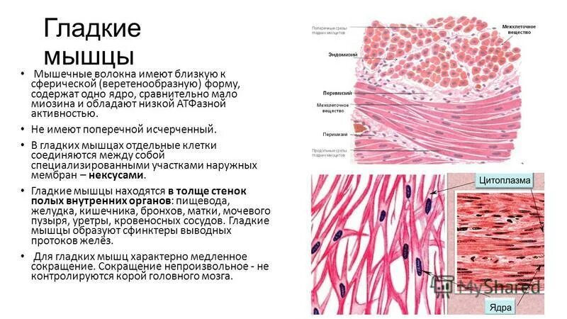 Какие функции выполняет гладкая ткань