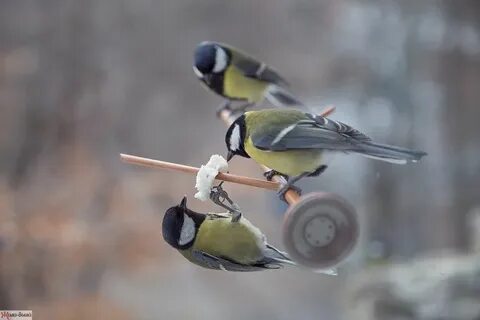 Для синиц характерна среда