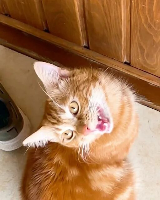 Симбочкa пимбочкa. Симба младший тик ток. Симба младший simbachka. Котик симбочка. Котик симбочка.