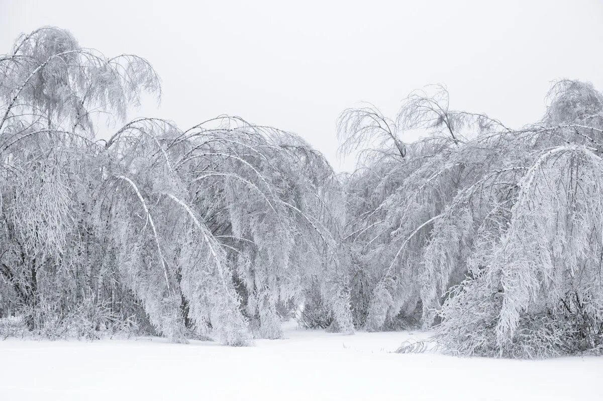 Березки лед. Ледяной дождь. Обледеневшие деревья. Замерзшие деревья. Березы после ледяного дождя.