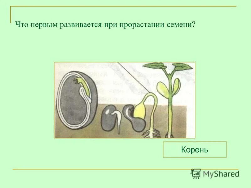 Тест по теме прорастание семян 6 класс. При прорастании семян. Что развивается первым при прорастании семени. Типы прорастания семян. Прорастание семян орхидеи.