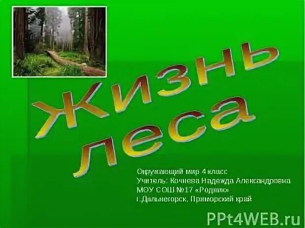 Рассказ жизнь леса. Жизнь леса 2 класс. Жизнь леса 4 класс. Проект жизнь леса. Проект жизнь леса 4 класс.