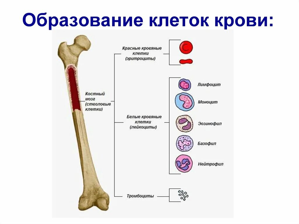 Образование клеток крови в костном мозге. В Красном костном мозге образуются. Костный мозг образует клетки крови. Строение кости красный костный мозг.