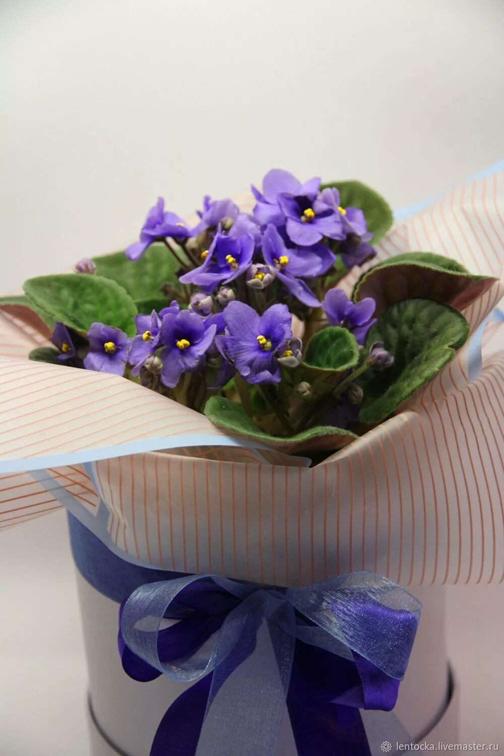 Фиалка ностальжи. Выставка фиалок. Фиалка русский сувенир фото. Фиалка в подарочной упаковке. Букет фиалок.