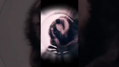 Клип педро с енотом