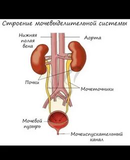 Последовательность мочевой системы