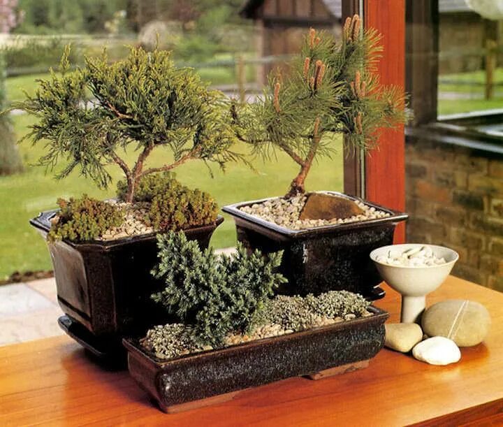 Бонсай миниатюрные сады в Японии. Японский сад в горшке. Японский садик в горшке. Японские горшки для бонсай.