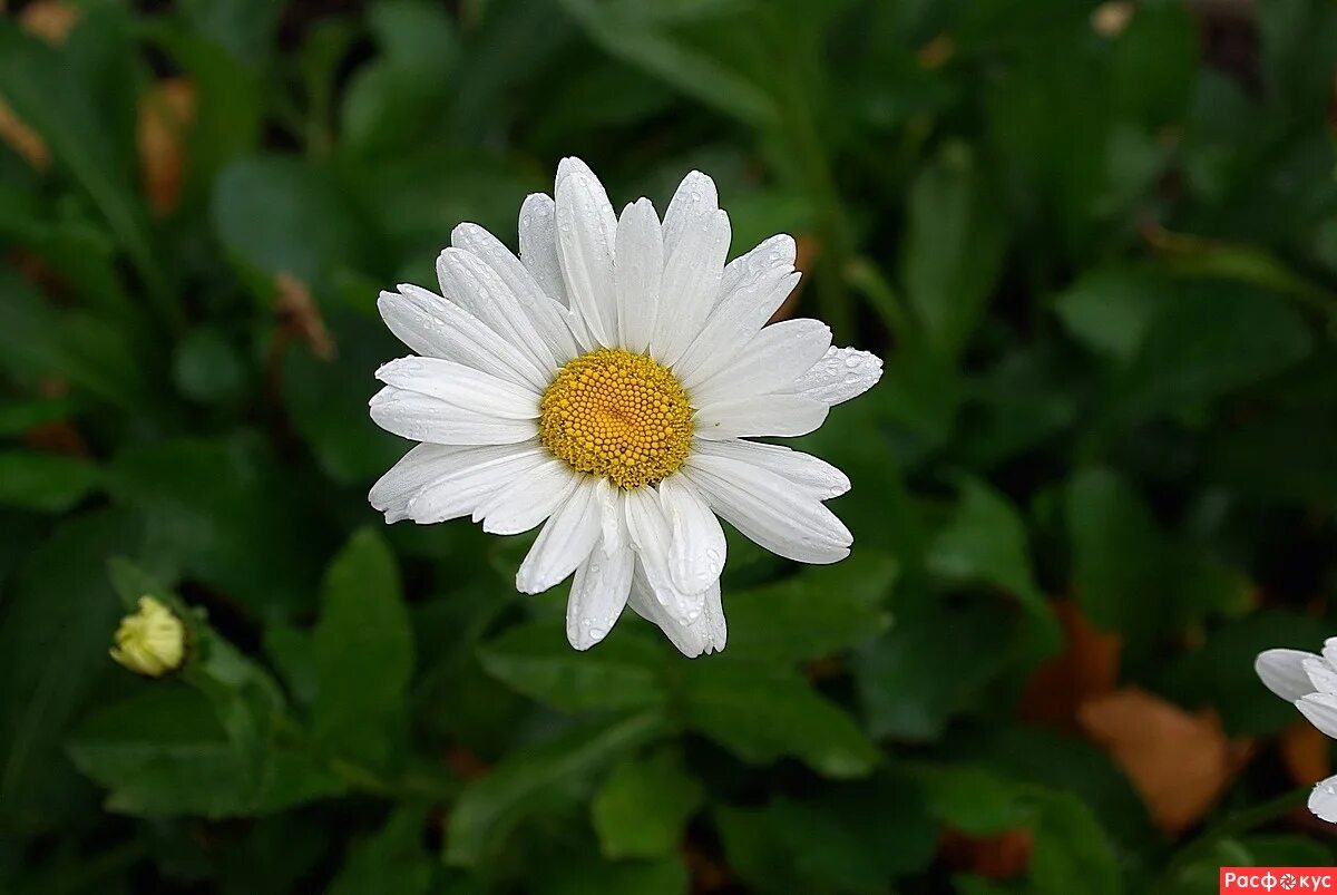 нивяник ласпайдер. маргаритки цветы. Leucanthemum crazy daisy. махровая ромашка 10 букв сканворд. махровая ромашка 10 букв сканворд.