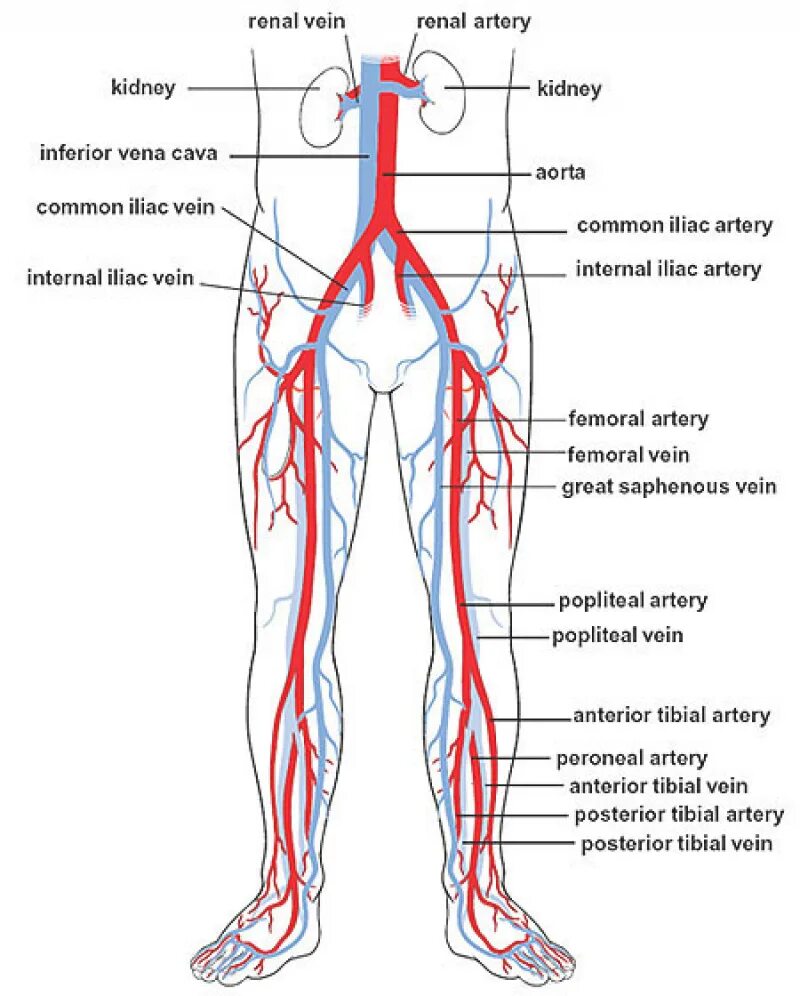 Артериальные сосуды нижних конечностей. Схема кровоснабжения конечностей. Схема артерий и вен нижних конечностей. Схема артериального кровотока нижней конечности. Анатомия кровеносных сосудов нижних конечностей.