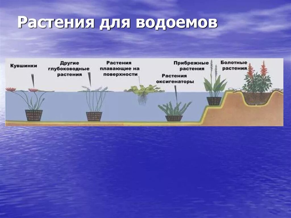 Схема растительности водоема. Прудовые растения для очистки воды. Глубина для растений в пруду. Растения для очищения воды в пруду.