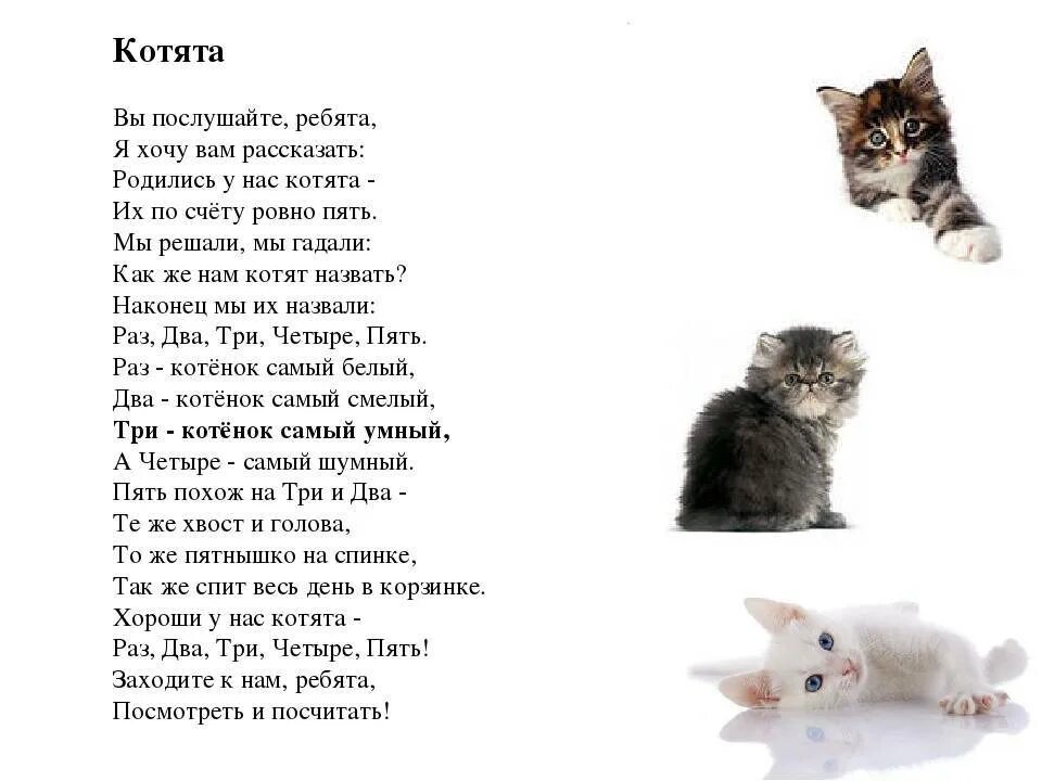 Родились у нас котята стихотворение. Стихи про котят. Стих про котяру. Стих про кошку. Рассказ маленький котенок