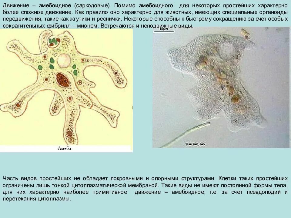 Клеточные оболочки саркодовых. Амебоидные протисты. Органоид клетки простейшего из класса Саркодовые. Амебоидное движение. Может осуществлять фагоцитоз способен к амебоидному движению