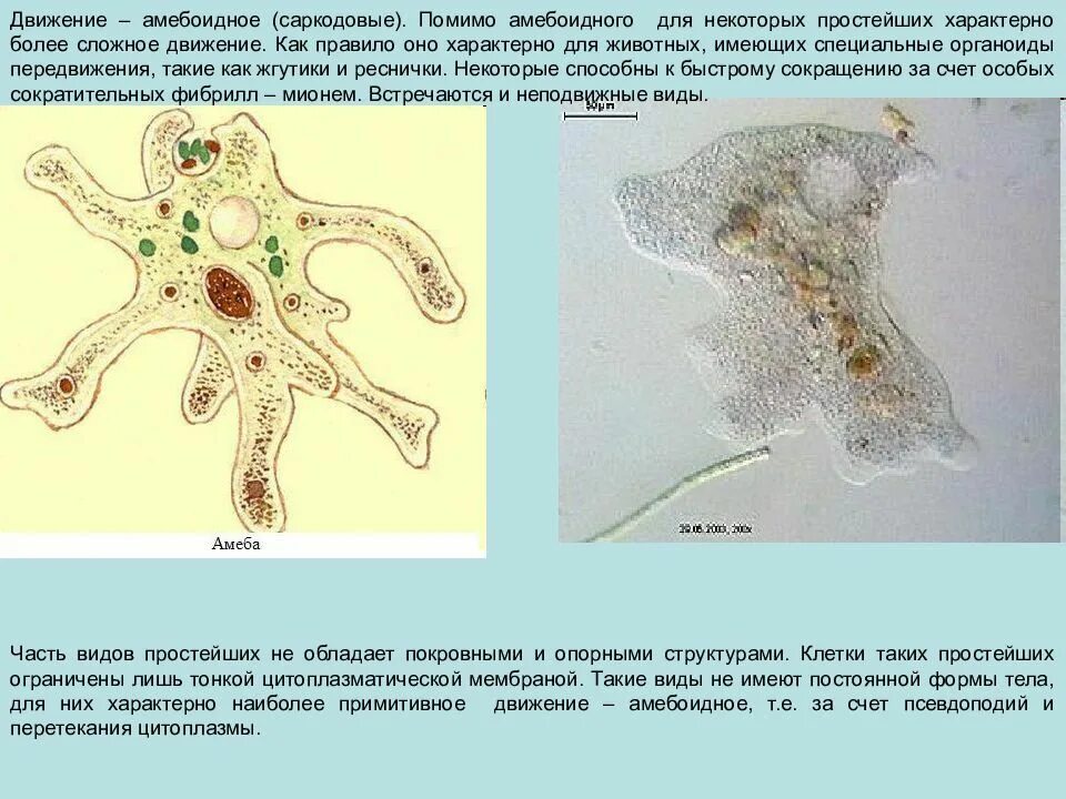Может осуществлять фагоцитоз способен к амебоидному движению. Клеточные оболочки саркодовых. Амебоидные протисты. Органоид клетки простейшего из класса Саркодовые. Амебоидное движение.