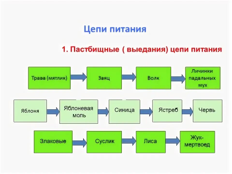 Составьте 3 5 пищевых цепей. Пастбищные и детритные цепи питания. Детритные цепи питания схема. Пищевая цепь выедания примеры. Цепи питания цепь выедания.