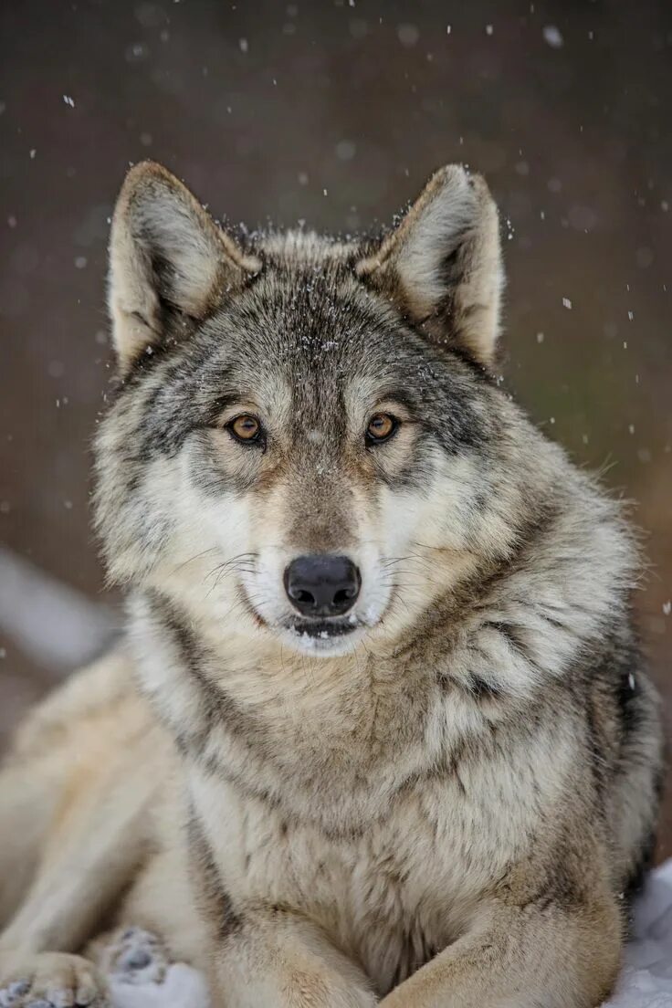 Виды воков. Арлан волк. ВОКЛК. Красивый волк. Фотография волка.