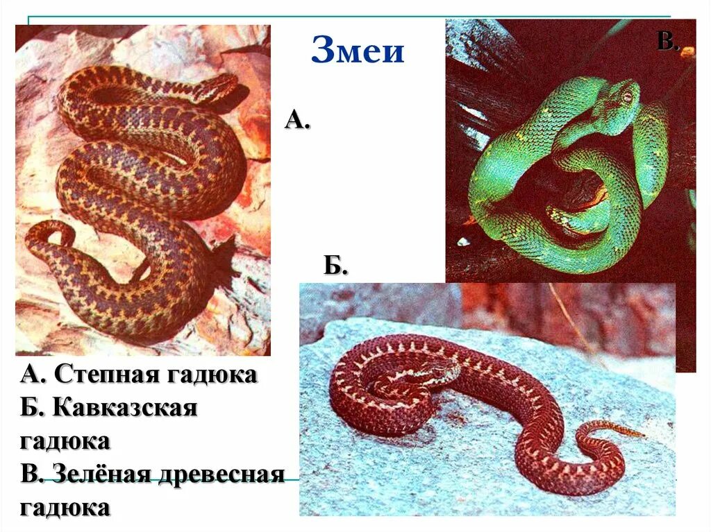 Кавказская Степная гадюка. Змеи представители. Представители отряда змеи. Отряд чешуйчатые змеи.