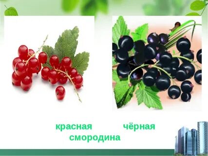 Красная смородина польза для здоровья
