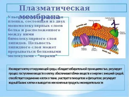 Участие мембран в процессе