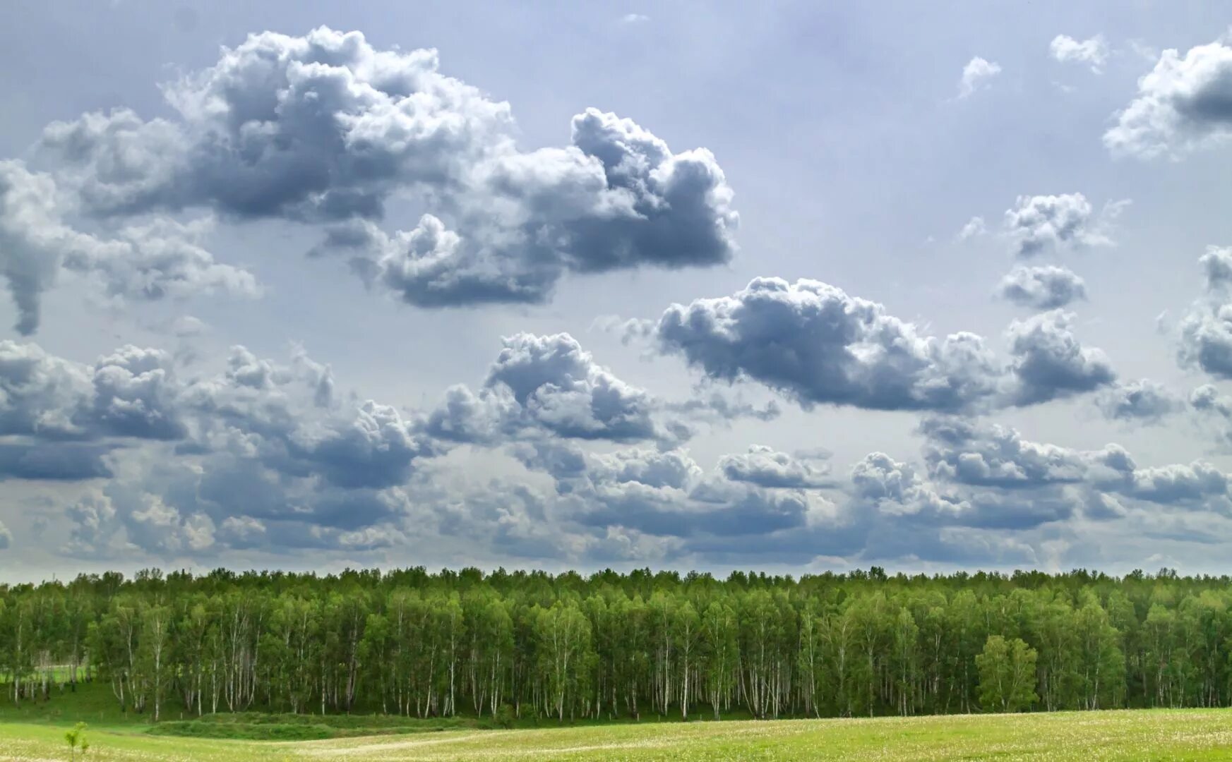 Небо над лесом. Облака над лесной. Дождливый лес. Облака над лесом. Серые облака над лесом.