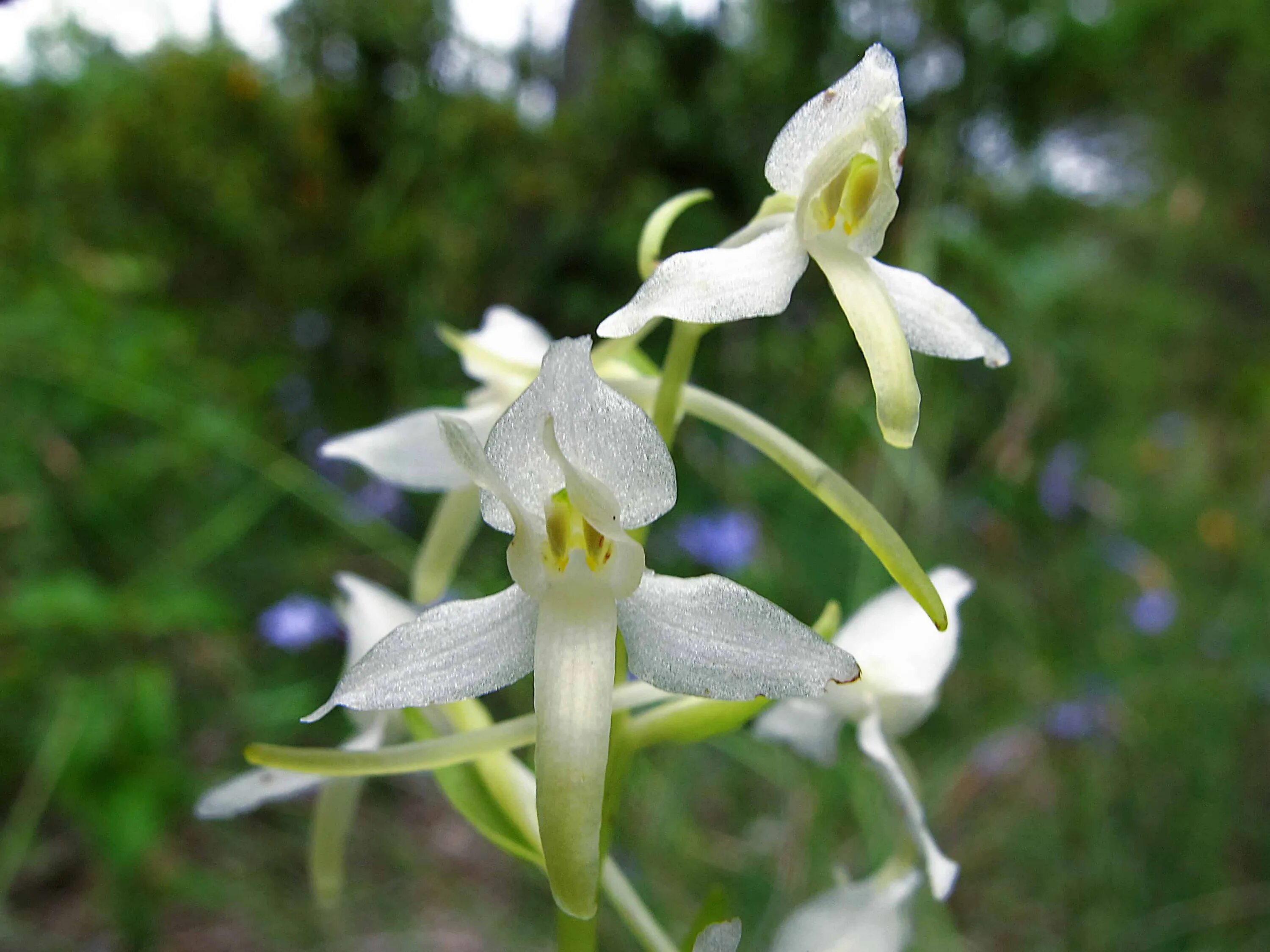 Любка актеры. Любка фильм. Андрис любка фото. Андрис любка фото. Любка двулистная.