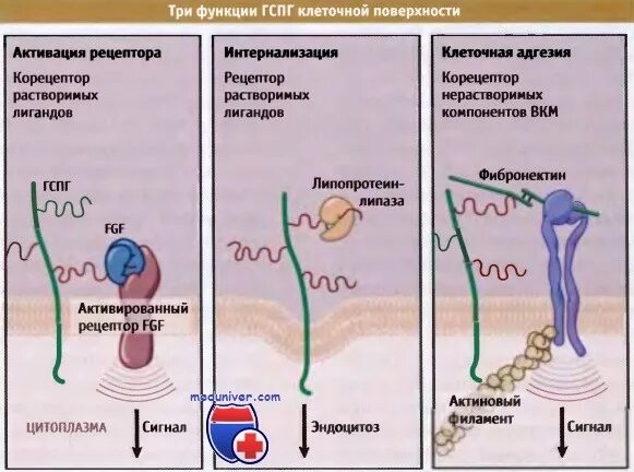 Глобулин понижен у мужчин. Глобулин, связывающий половые гормоны. Гепарансульфат функции. Исследование уровня глобулина, связывающего половые гормоны. Глобулин связывающий половые гормоны норма.