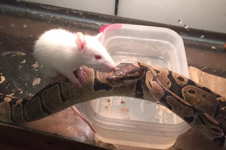 Дамбу съели мыши. Крыса съела змею в террариуме.