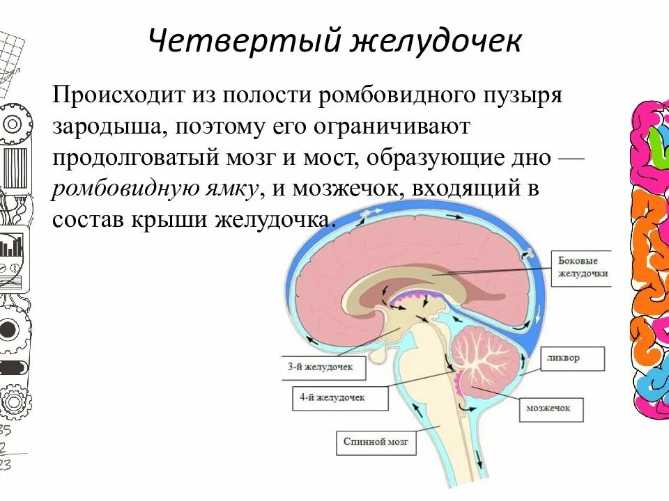 Мозг имеет полость. 4 Желудочек ромбовидного мозга. Полость ромбовидного мозга. Полость 4 желудочка. Желудочки продолговатого мозга.