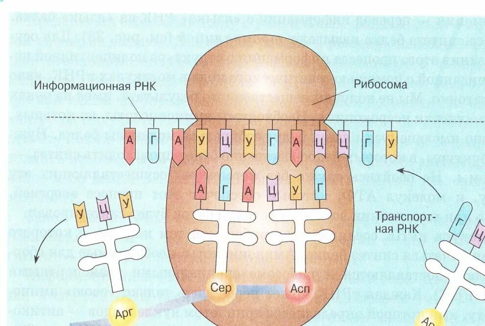 Процесс синтеза белка на рибосоме схема. Схема синтеза белка в рибосоме трансляция. Схема синтеза белка в рибосоме. Биосинтез белка на рибосоме.