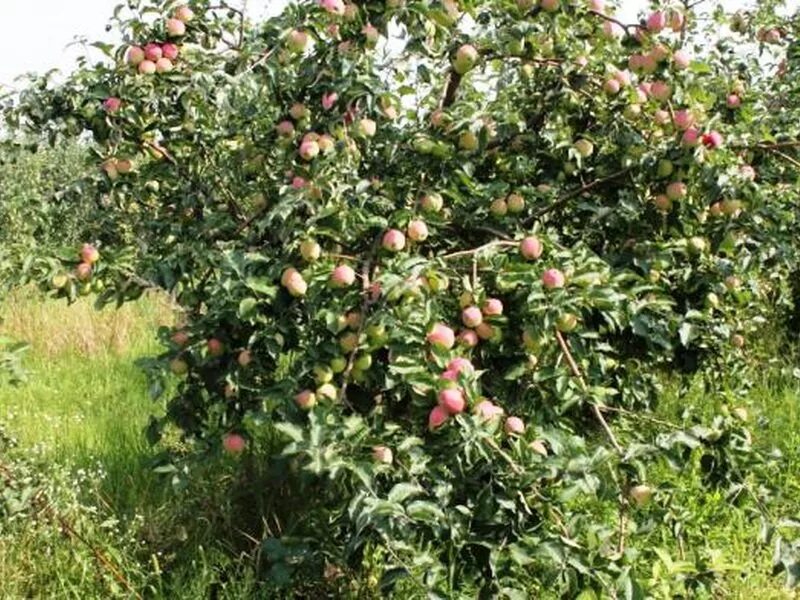 Яблоня спартан. Сорт яблони канделяровский. Сорт яблони кандиль орловский. Сорт яблок кандиль орловский. Кандиль никитина.