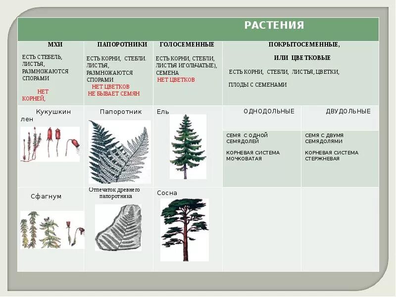 Какой тип питания характерен для сосны. Голосеменных и папоротникообразных растений. Голосеменные растения отличаются от папоротников. Однодольные Голосеменные растения. Голосеменные и папоротники таблица.