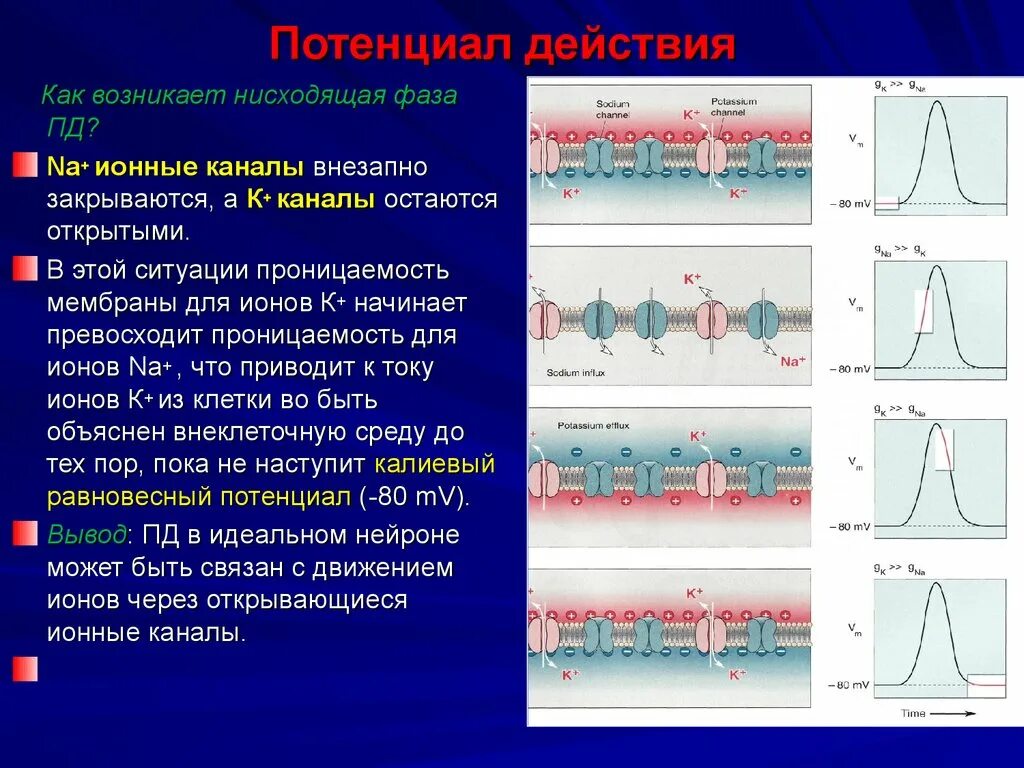 Фазы потенциала действия натриевого канала. Потенциал действия натриевые каналы. Фазы потенциала действия физиология график. Ионные механизмы формирования Пд.