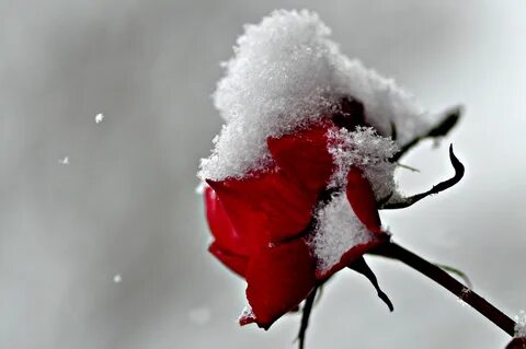 Frozen flower