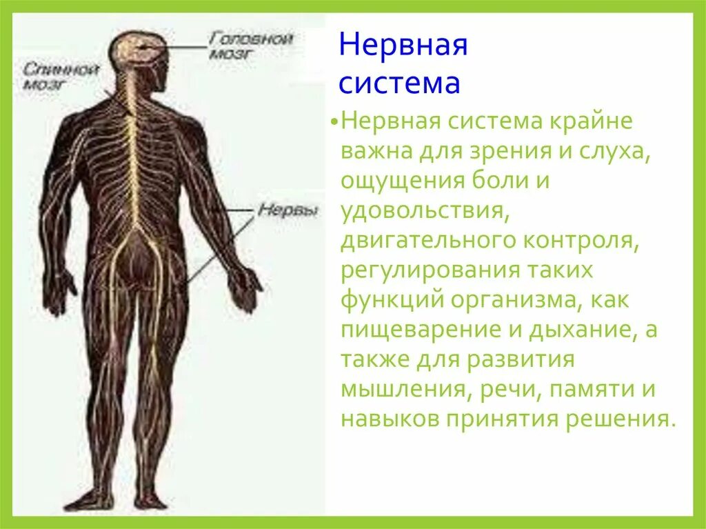 Организм человека нервная система. Здоровая нервная система. Нервная система органы и функции. Нервная система ребенка.