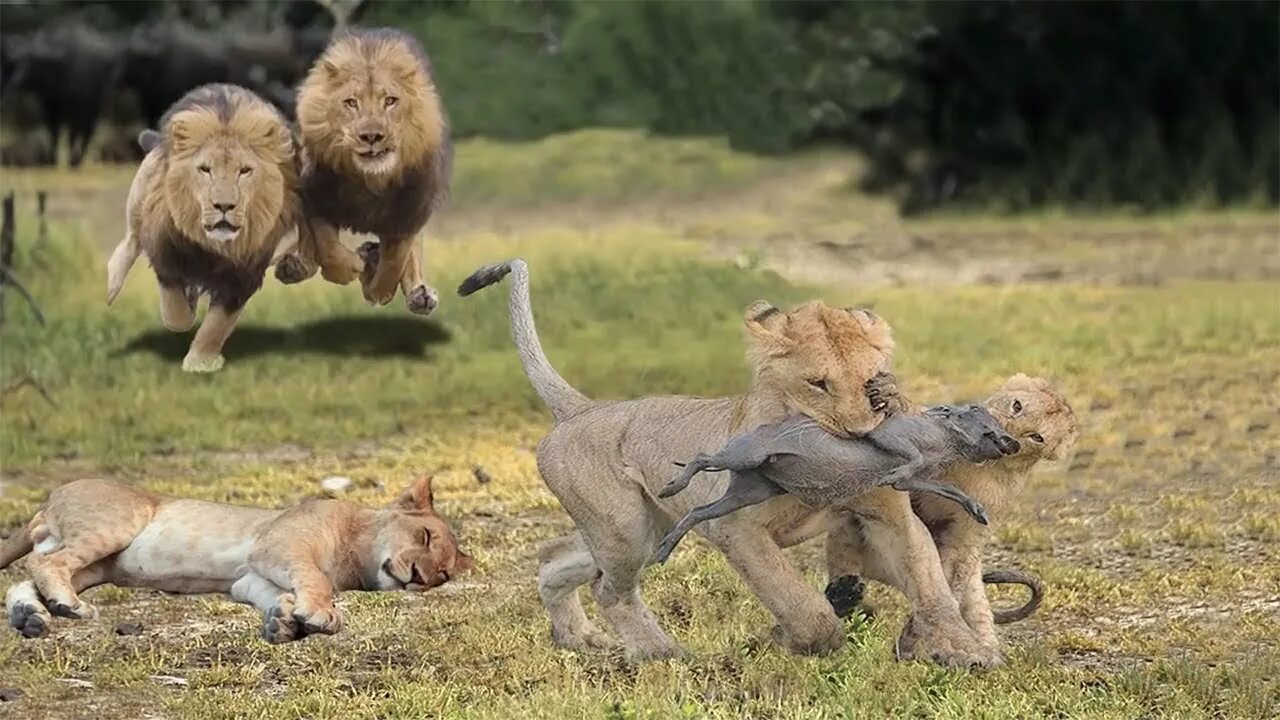 Стая гиен. Лев гепард леопард. Враги льва. Гиена в саванне. Враги льва.