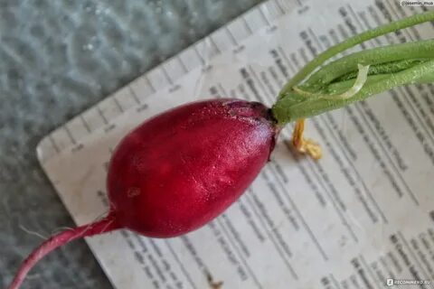 Редиска не завязывается