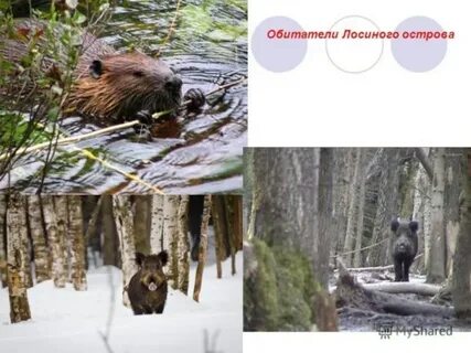 Заповедники 4 класс окружающий