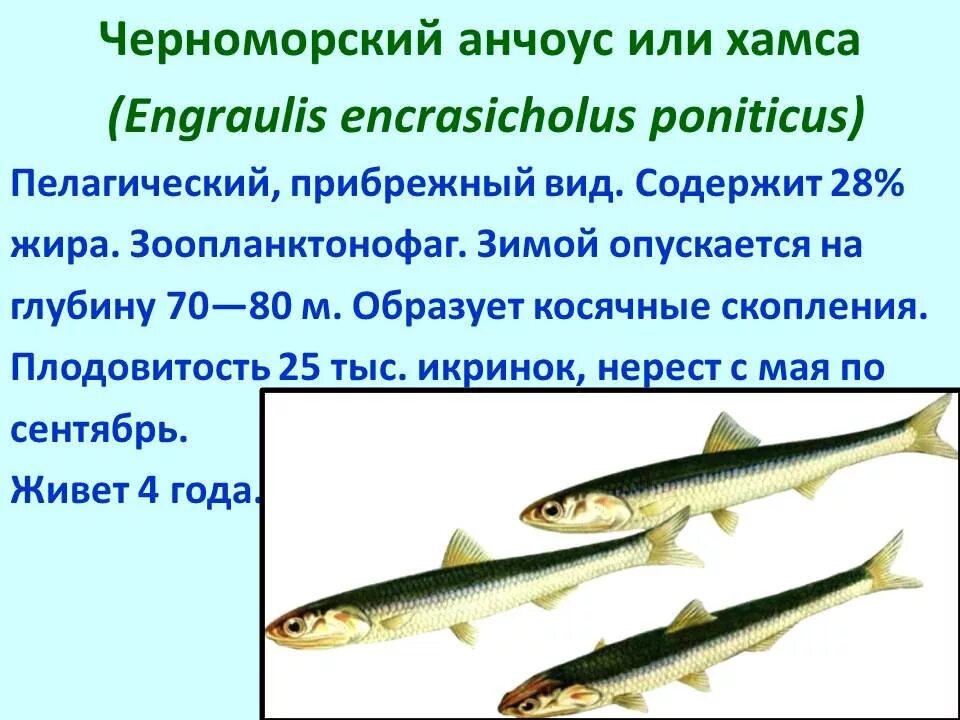 Почему численность промысловых рыб. Семейств важнейших промысловых рыб. Промысловые рыбы таблица. Перечислите основные семейства промысловых рыб. Семейства промысловых рыб таблица.