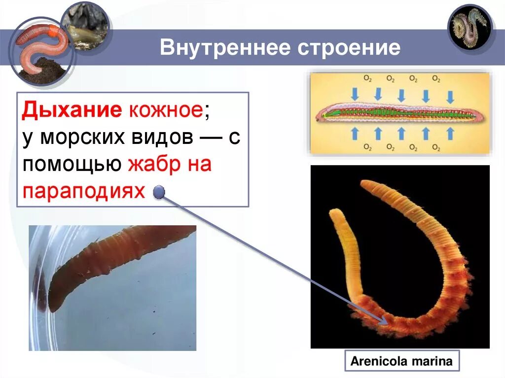 Кожные жабры. Схема жаберного дыхания рыб. Строение жабр костистых рыб. Система дыхания кольчатых червей. Кожные жабры.