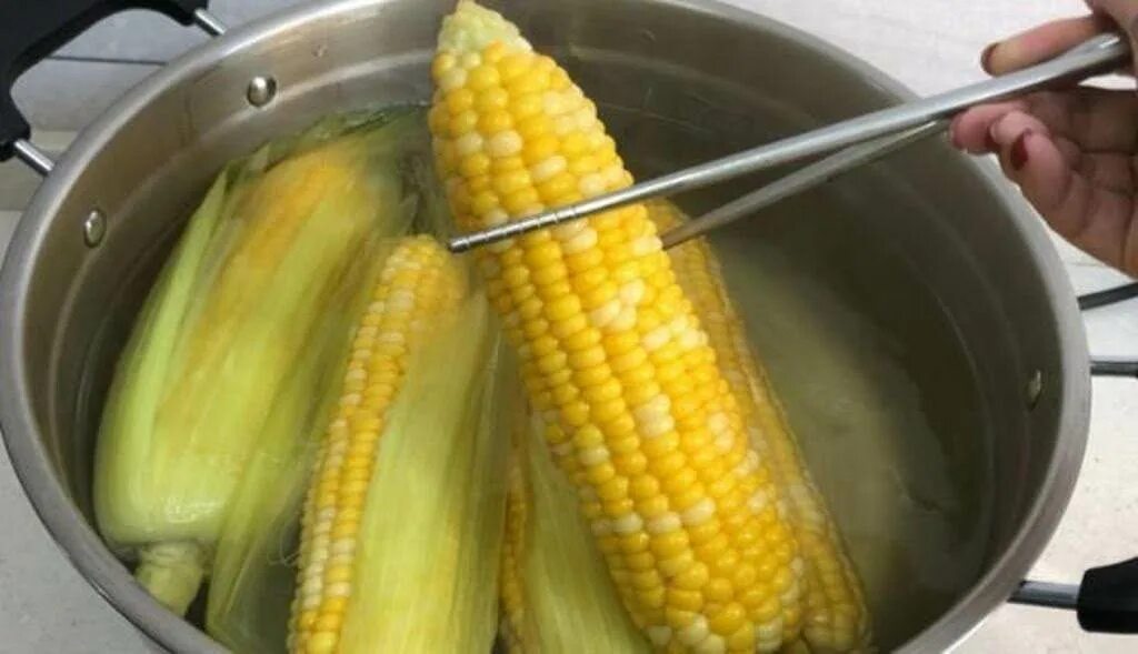 Кукуруза початок. Рог кукуруза. Кукуруза злак. Кукуруза пестролистная. Кукуруза сорта пионер.