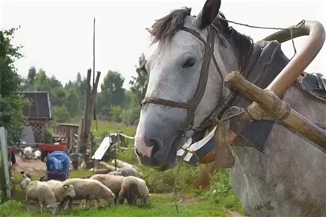 Погода в плотникова на 10 дней