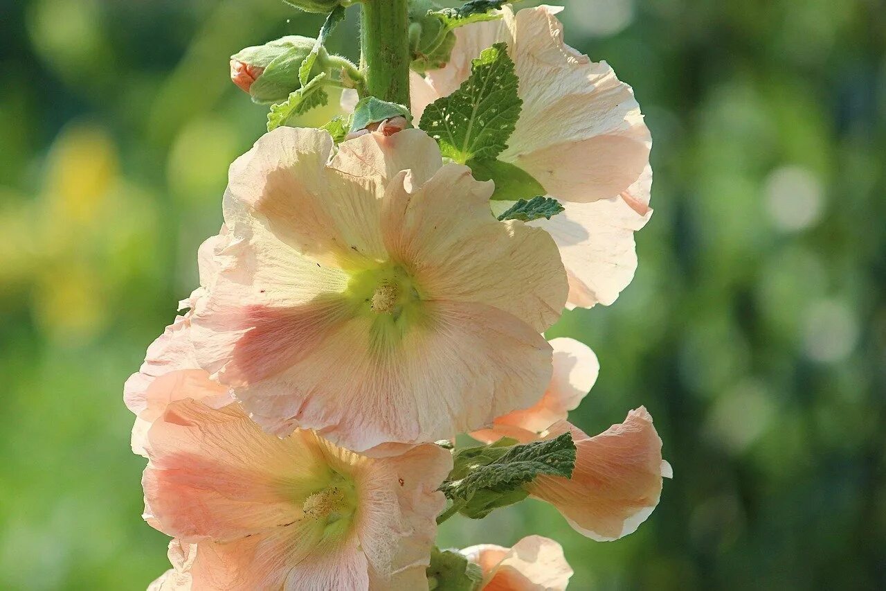 Цветы Мальва просвирник. Hollyhock Мальва. Что такое мальва