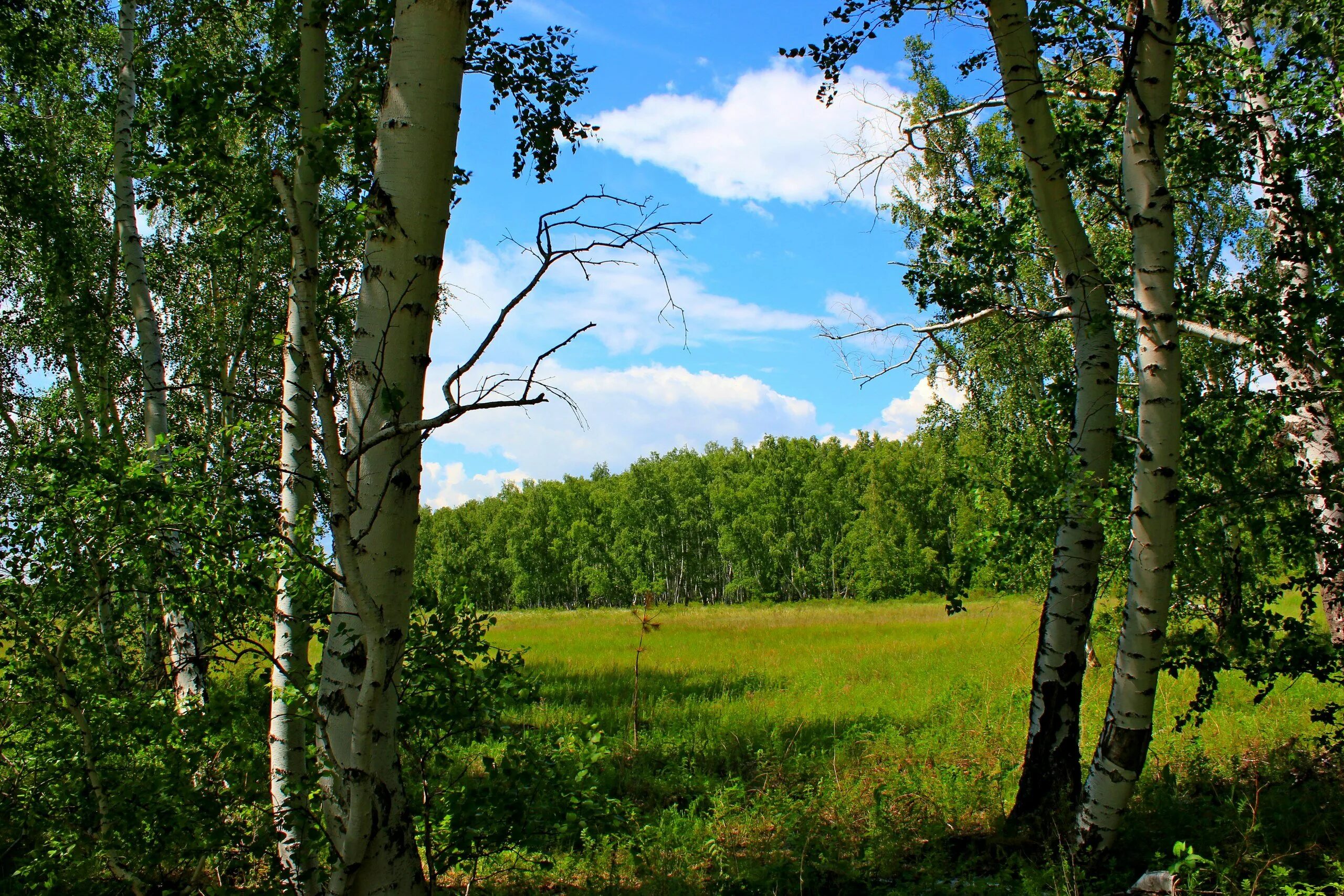 березовая роща чебоксары. березовый лес. на опушке рощи было много. лесная опушка солнечногорский район. тула лесная опушка.