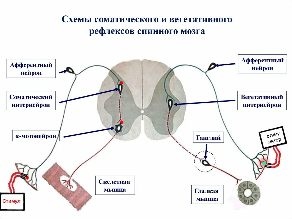Центр вегетативных рефлексов. Схема рефлекторной дуги соматической нервной системы. Вегетативная нервная система схема спинного мозга. Двигательный путь вегетативной рефлекторной дуги схема. Рефлекторная дуга спинного мозга анатомия.