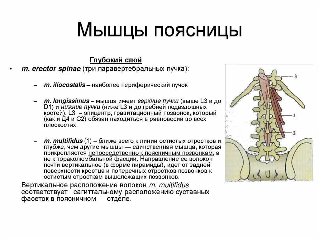 Остистые отростки позвоночника. Мышцы поясничного отдела позвоночника. Остистые отростки поясничного отдела. Остистые отростки поясничных позвонков.