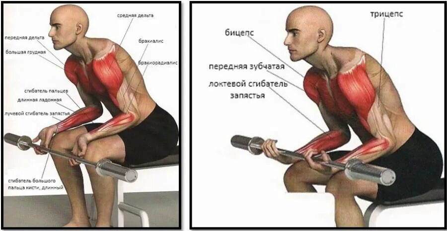Как прокачать предплечье