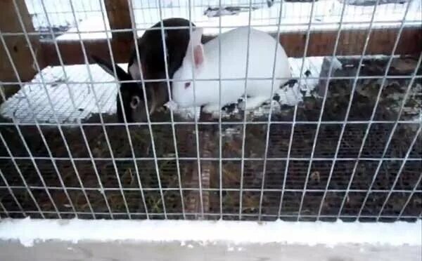 Кролики живут на улице. Кролики зимой в клетках на улице. Кролики зимой в клетках. Зимовка кроликов на улице.