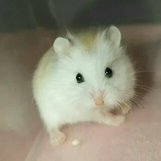 Шифор хомяка 6